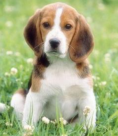 娱乐吃瓜酱精神抚慰犬,陪你度过欢乐时光